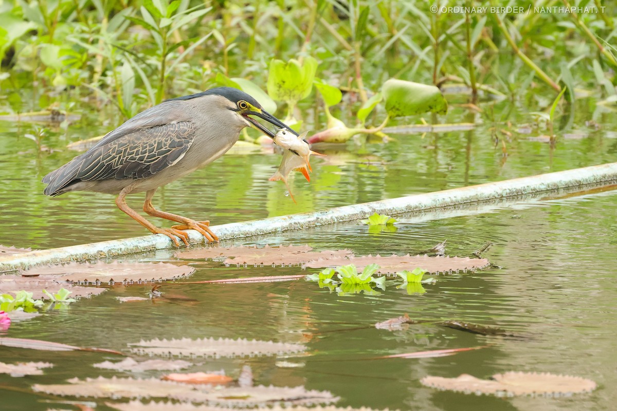 Striated Heron - ordinary birder