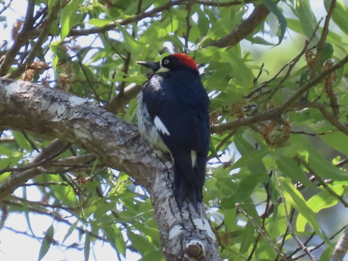 Acorn Woodpecker - ML619550434