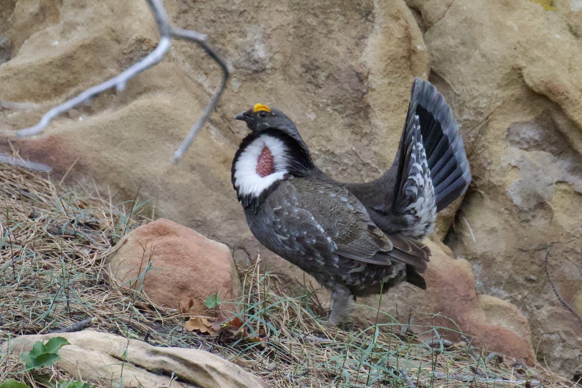 Dusky Grouse - Darren Carbone