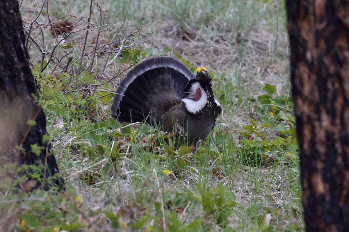 Dusky Grouse - Darren Carbone