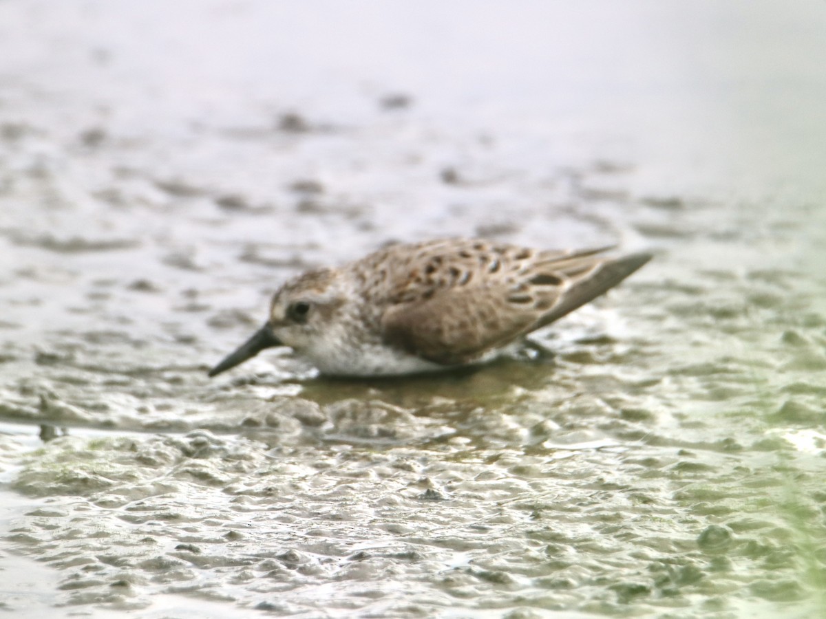 Least Sandpiper - ML619550444