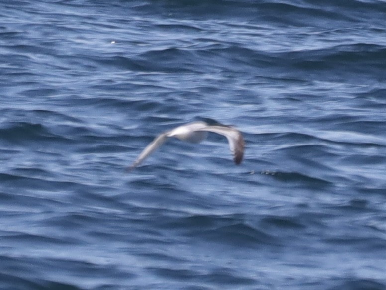 Little Gull - Mike McInnis