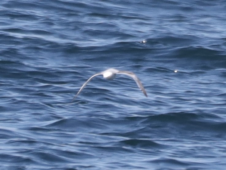 Little Gull - Mike McInnis