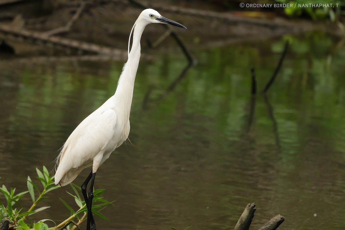 Little Egret - ordinary birder