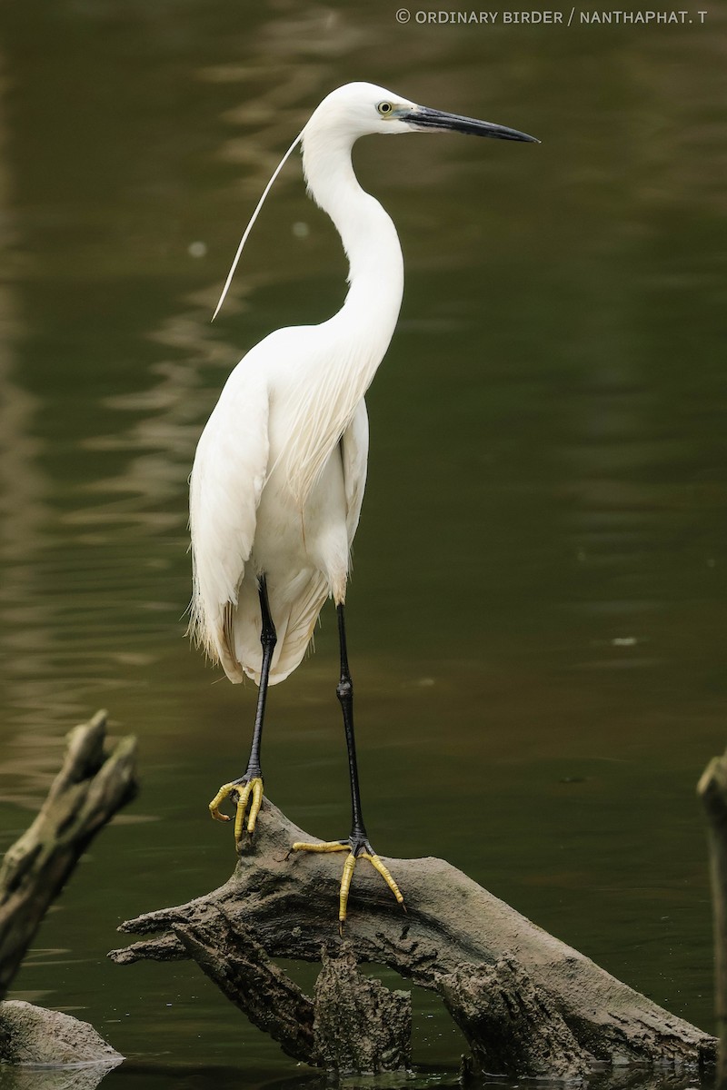 Little Egret - ordinary birder