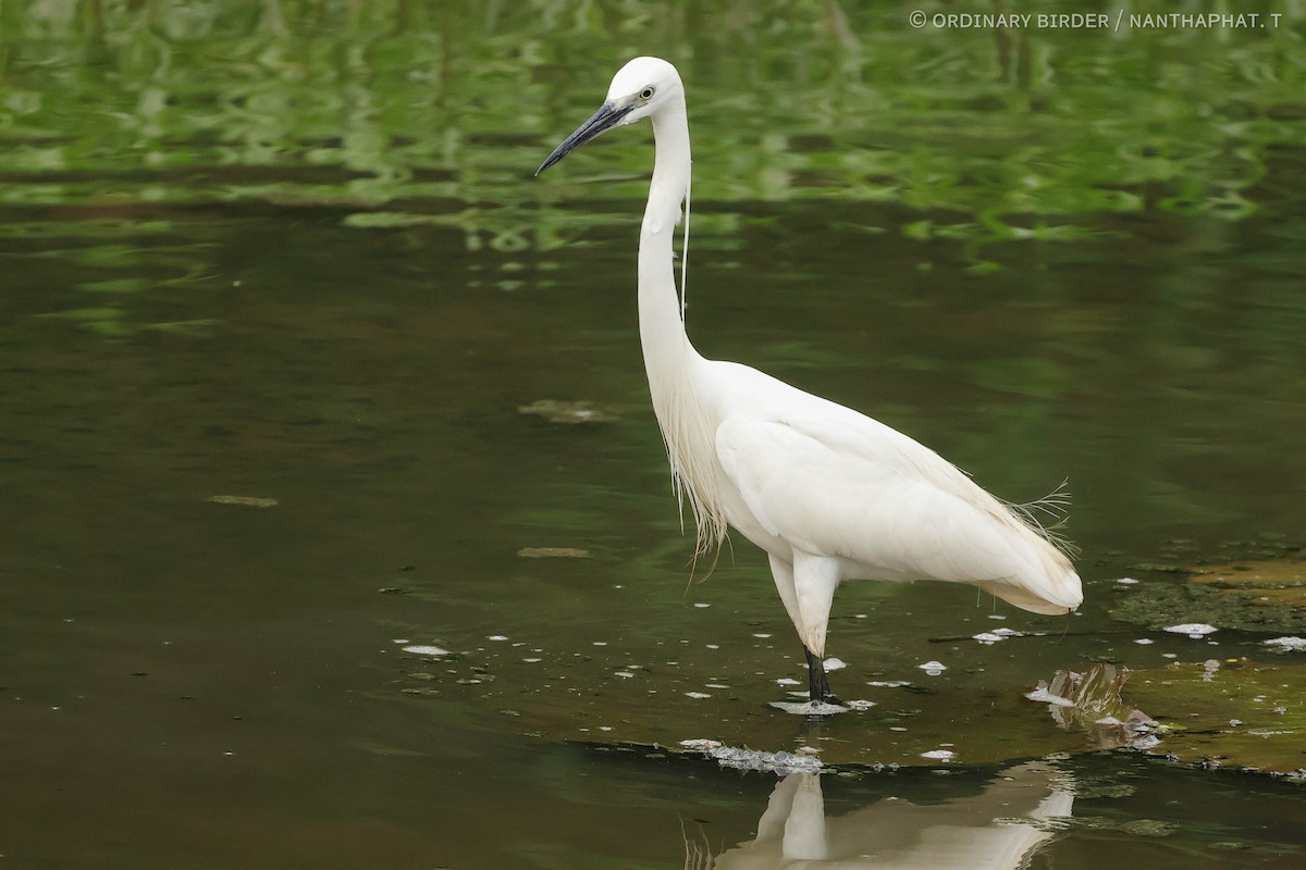 Little Egret - ordinary birder