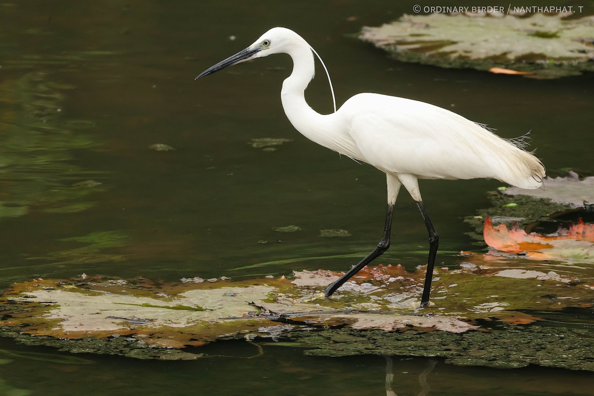 Little Egret - ordinary birder