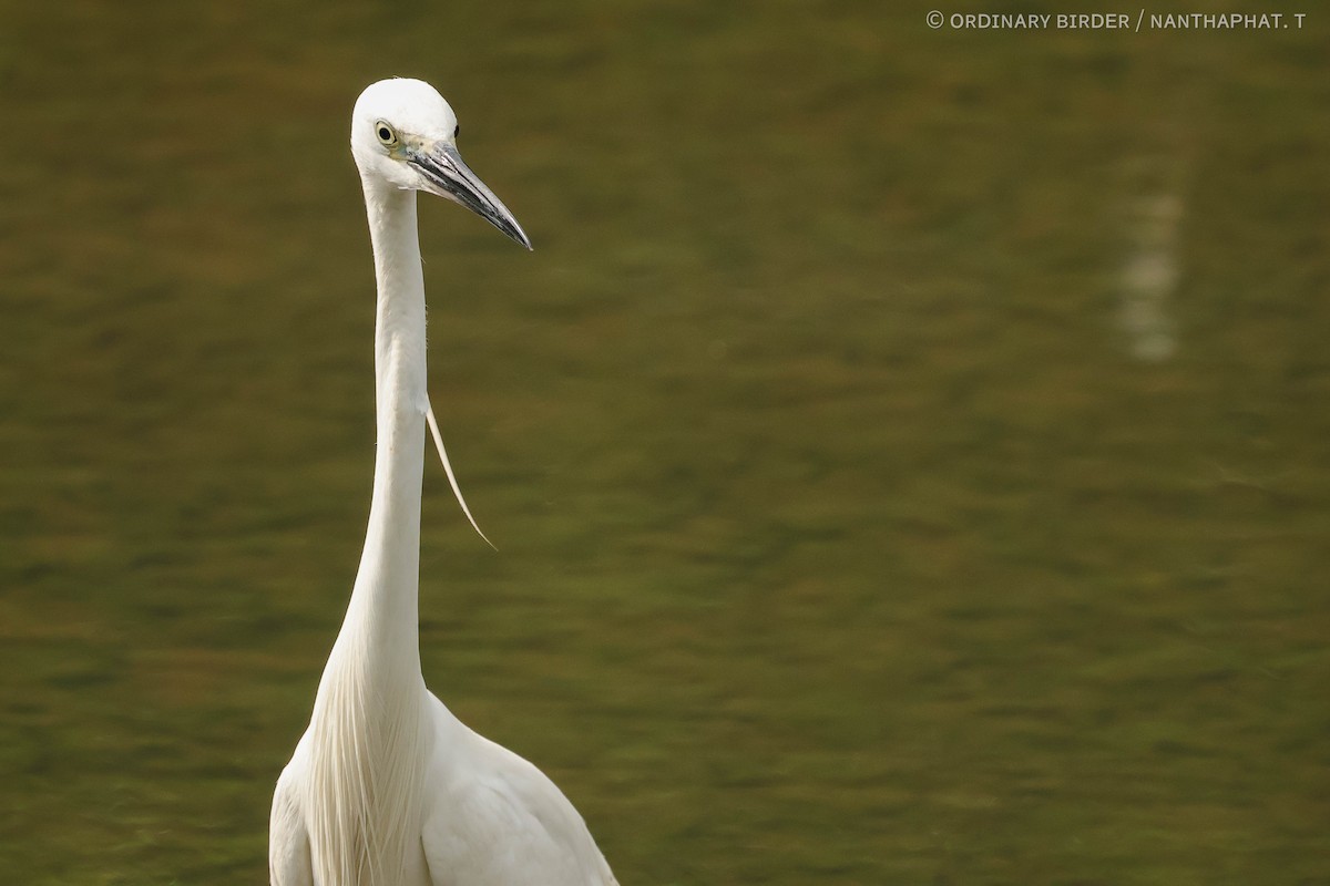 Little Egret - ordinary birder