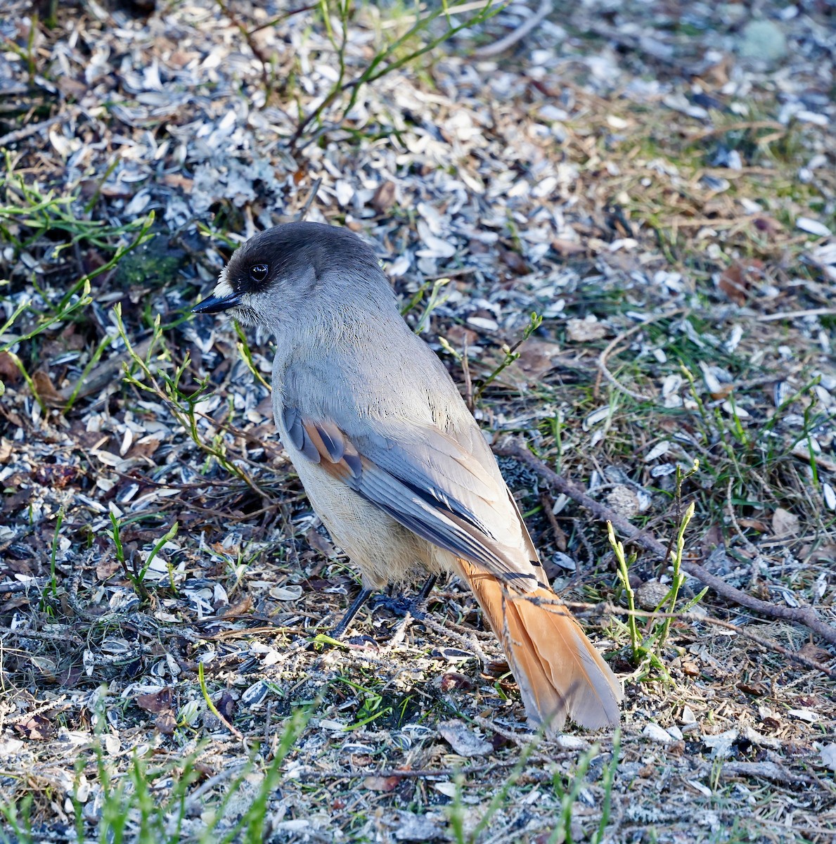 Siberian Jay - Jan Hansen