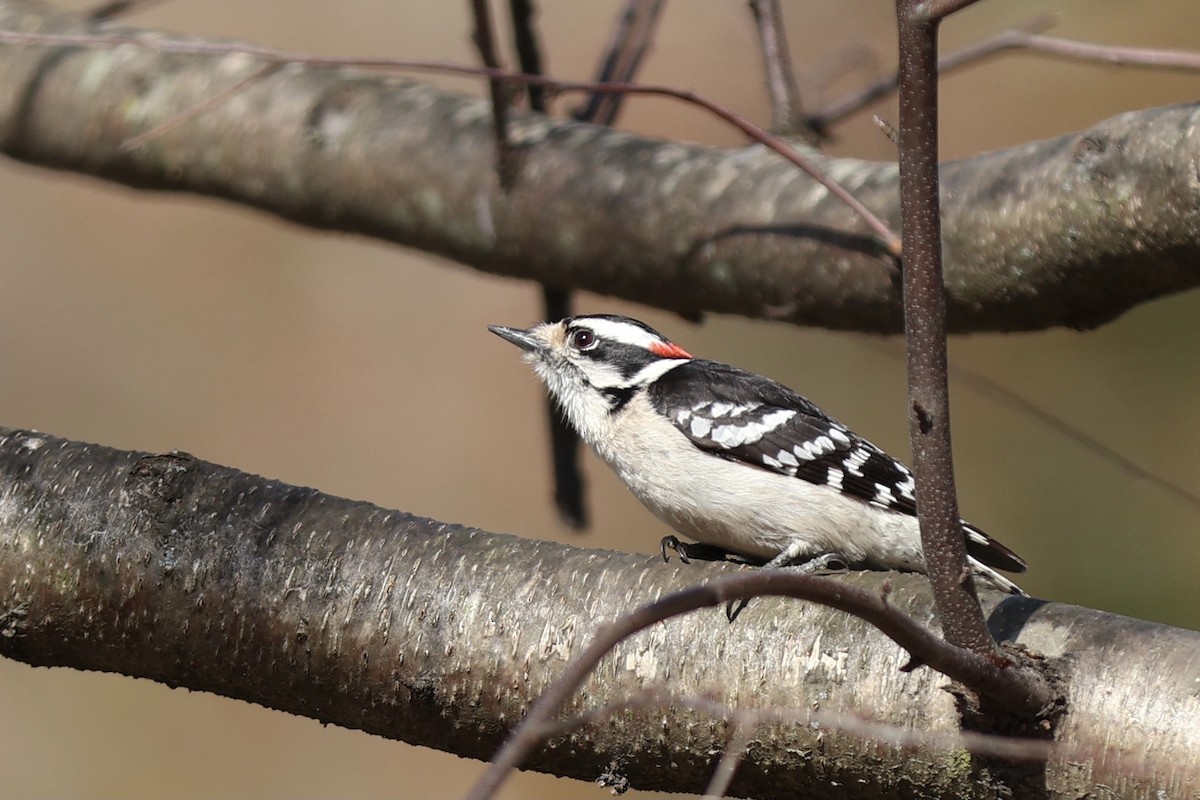 Downy Woodpecker - Peyton Stone