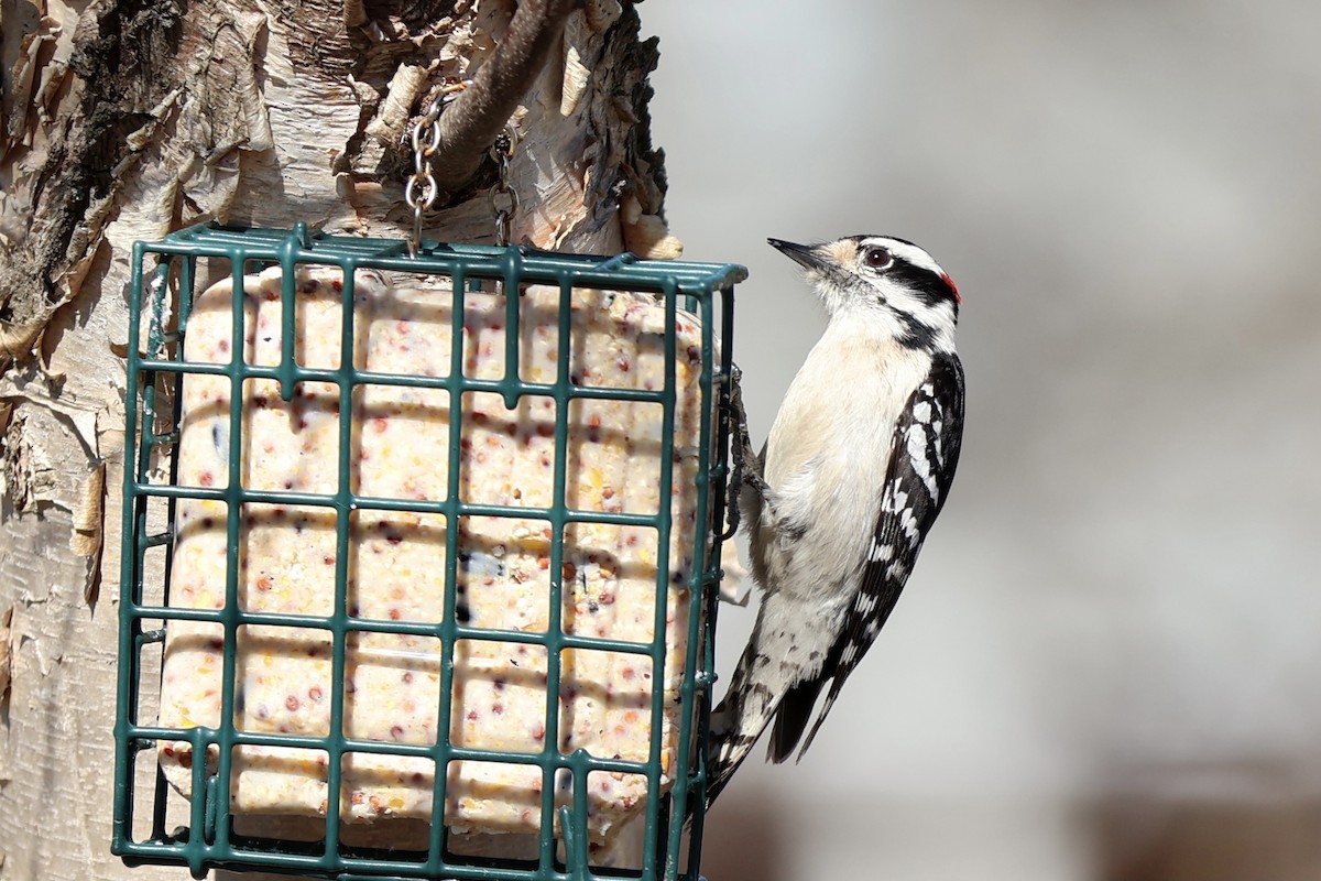 Downy Woodpecker - Peyton Stone