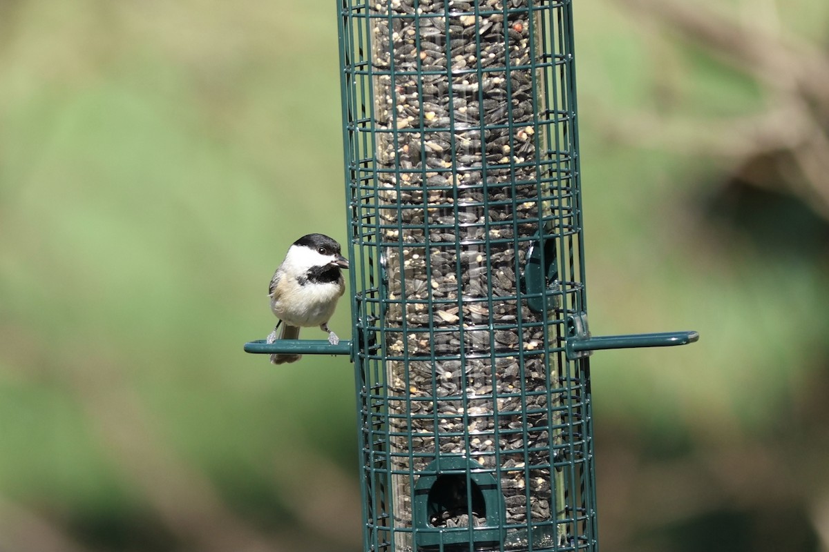 Carolina Chickadee - Peyton Stone