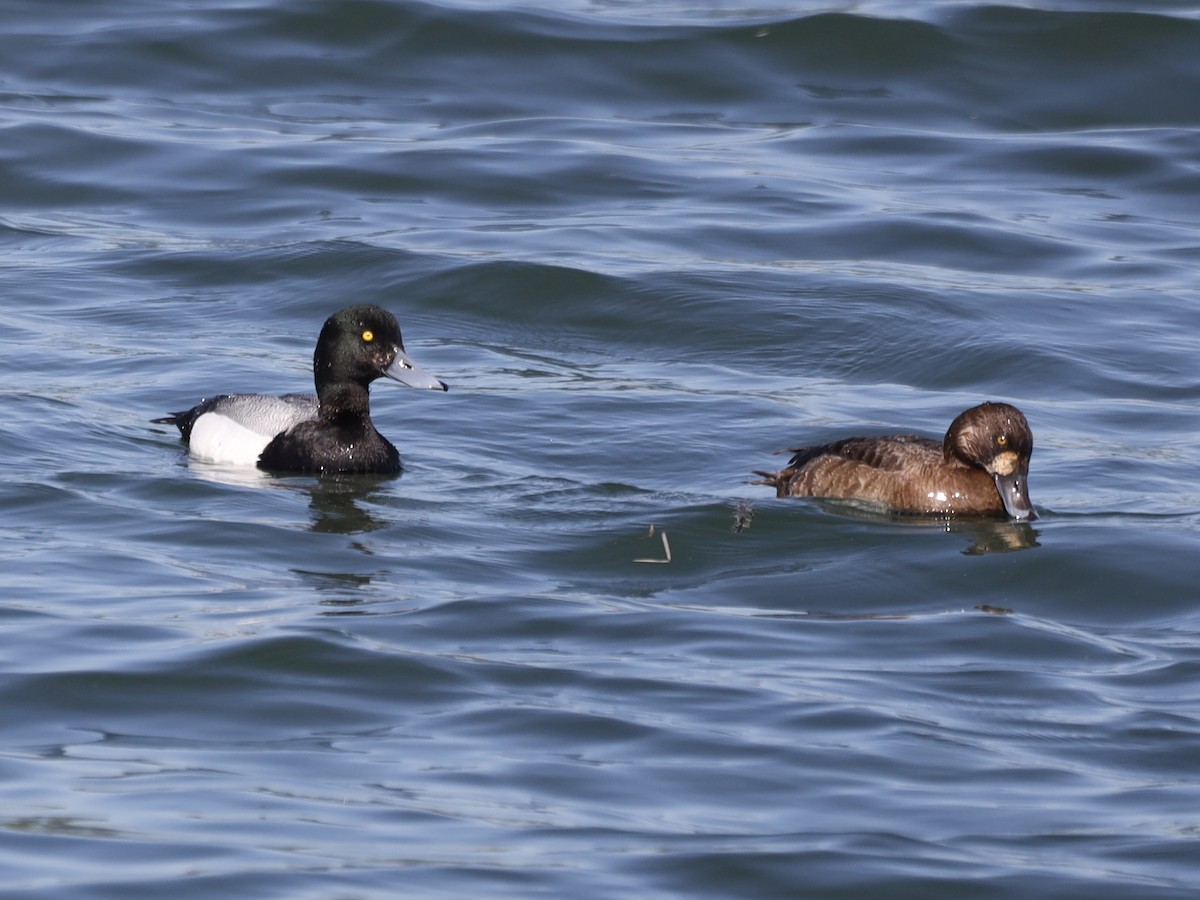 Greater Scaup - Mike McInnis