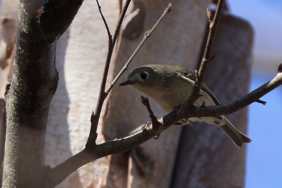 Ruby-crowned Kinglet - Peyton Stone