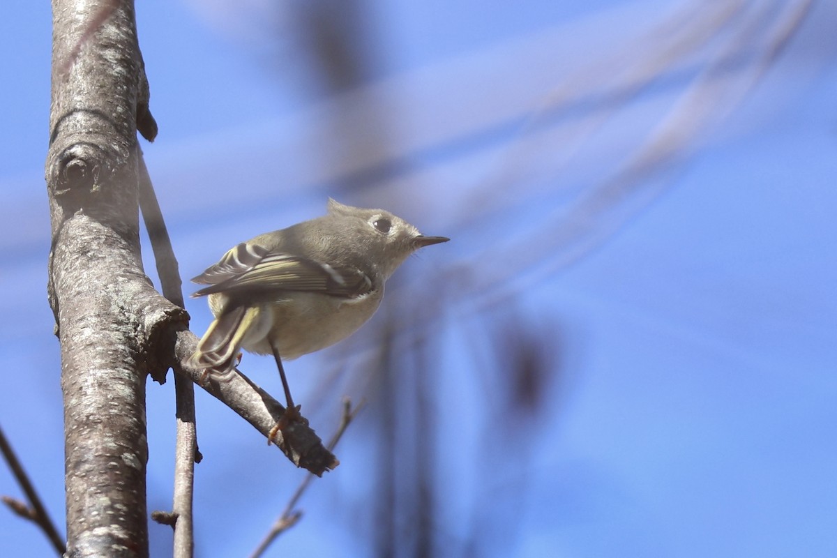 Ruby-crowned Kinglet - Peyton Stone