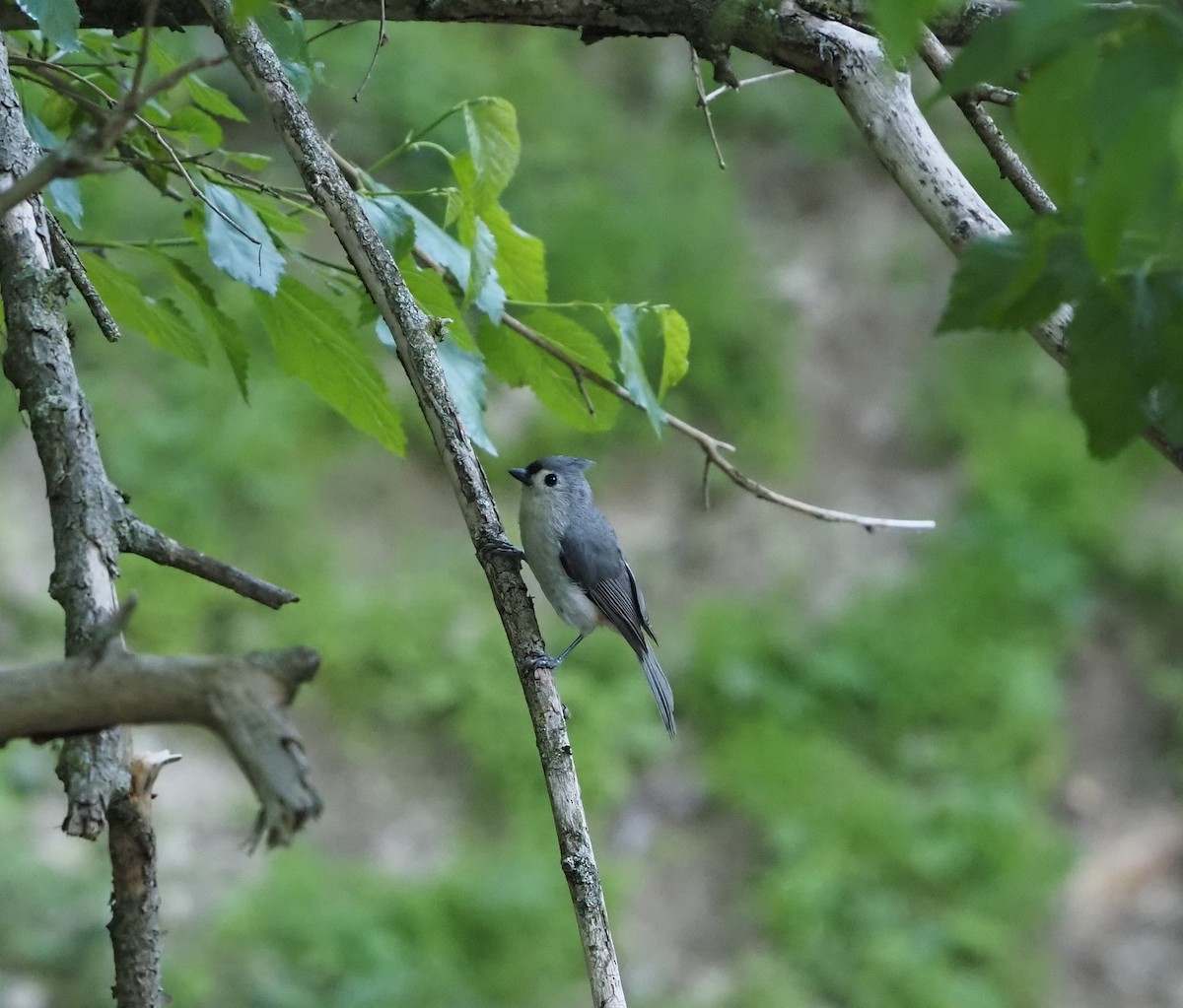 Tufted Titmouse - ML619550492