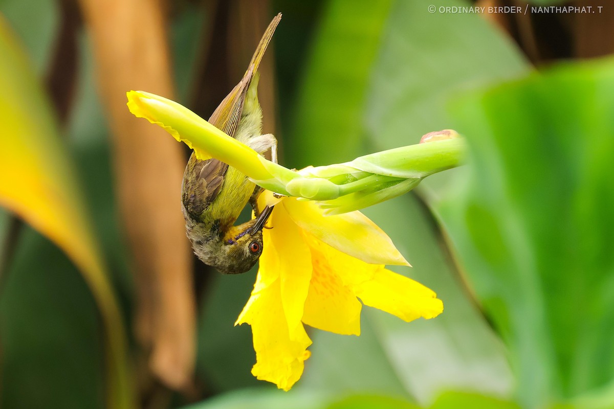 Brown-throated Sunbird - ML619550493