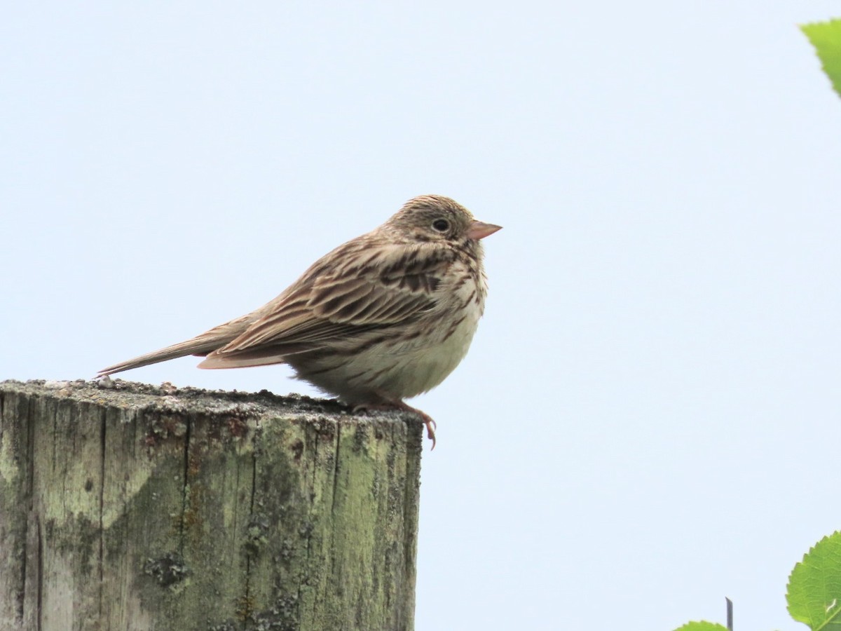 Vesper Sparrow - Robert (Bob) Richards