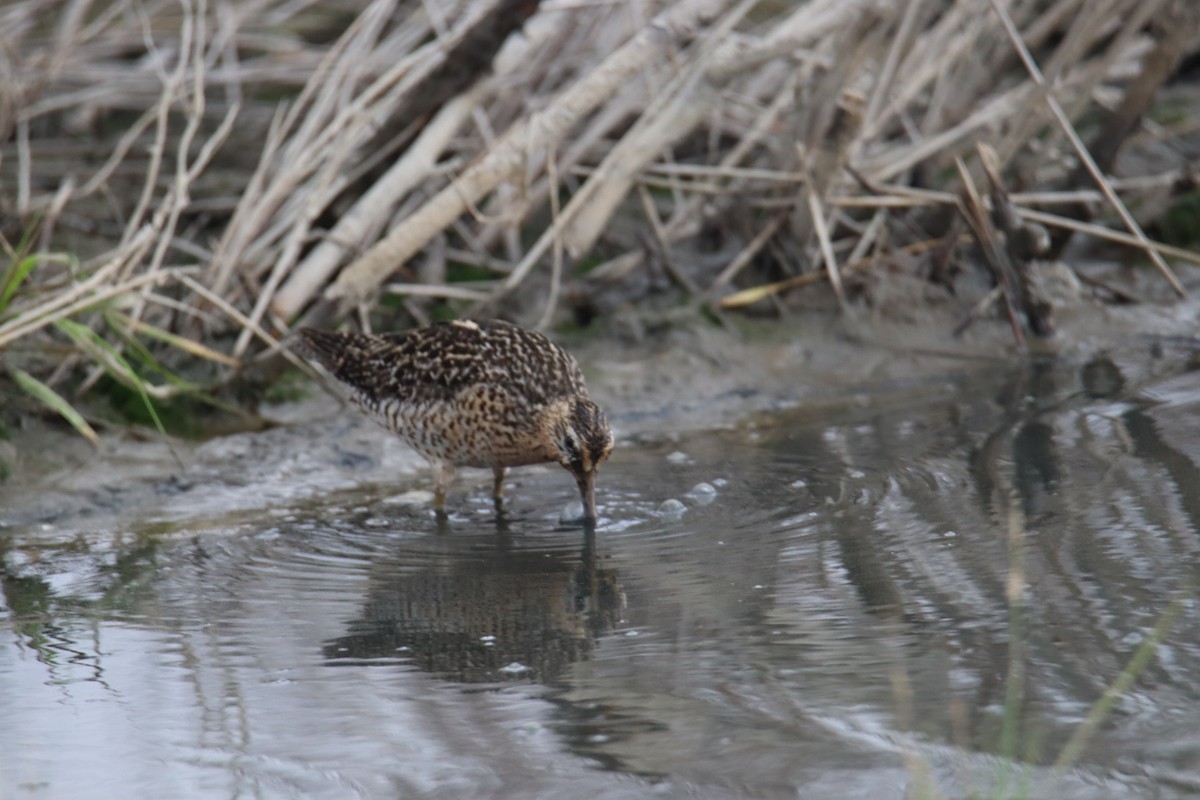 Short-billed Dowitcher - Russell Hillsley