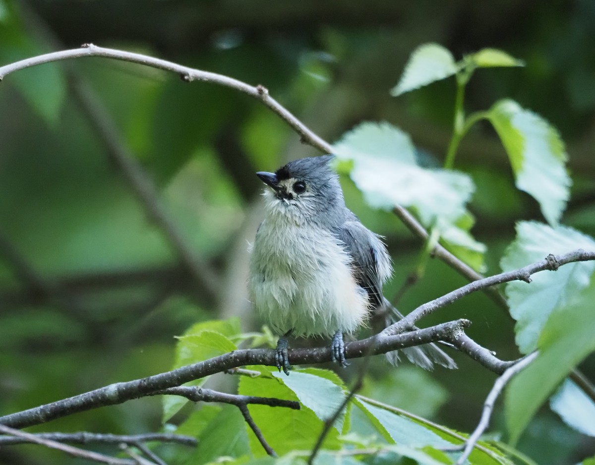 Tufted Titmouse - Anthony Gehman