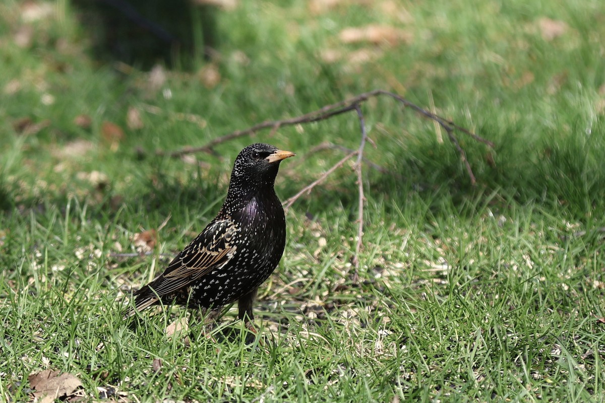 European Starling - Peyton Stone