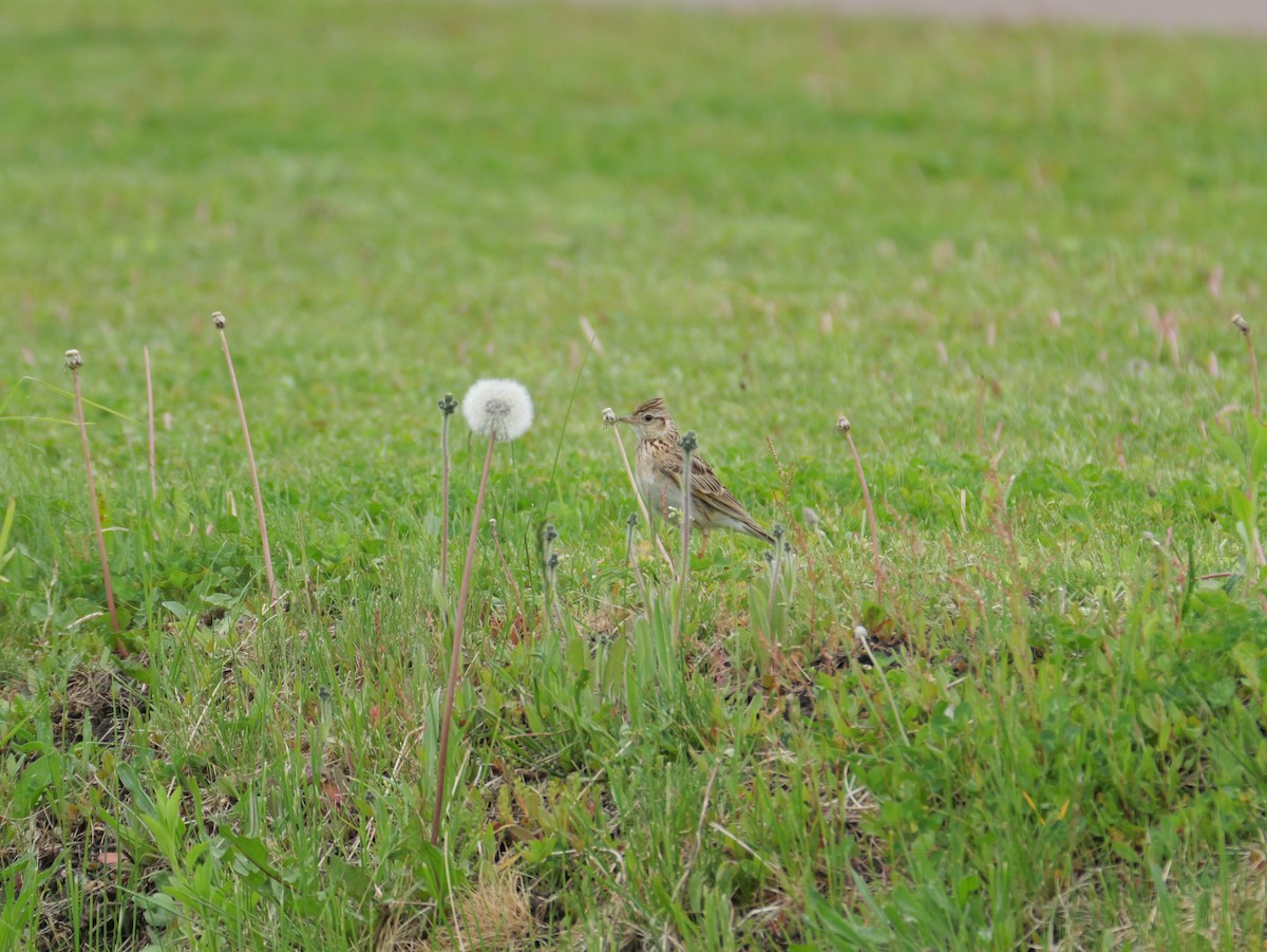 Eurasian Skylark - としふみ しみず