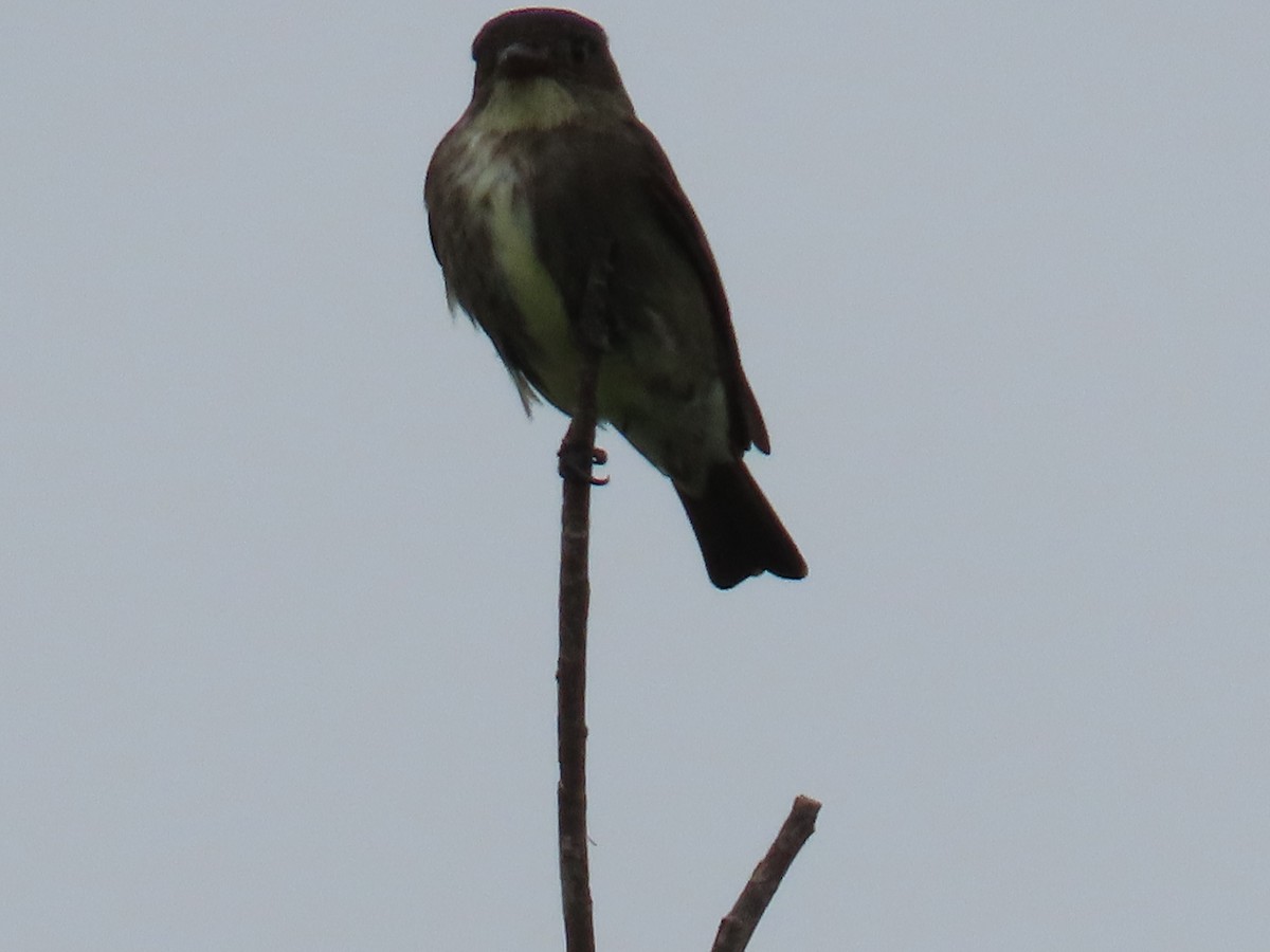 Olive-sided Flycatcher - Shirley Reynolds