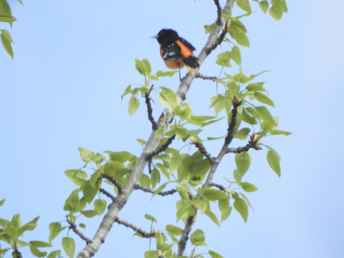 Baltimore Oriole - Dan Stoker