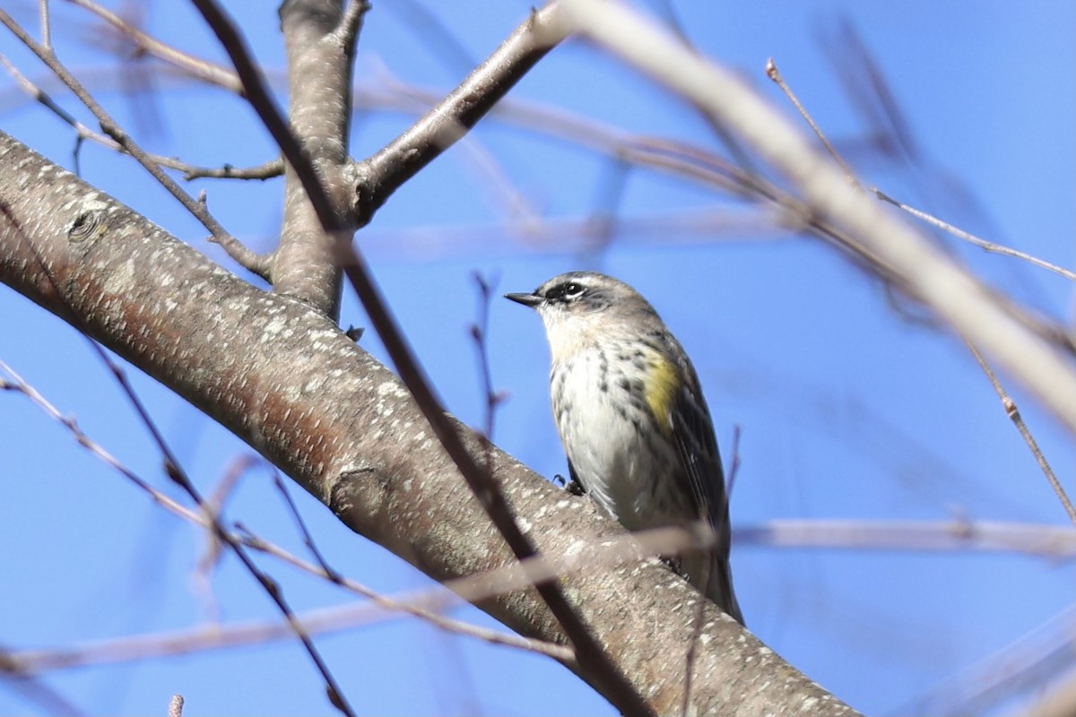 Yellow-rumped Warbler - Peyton Stone