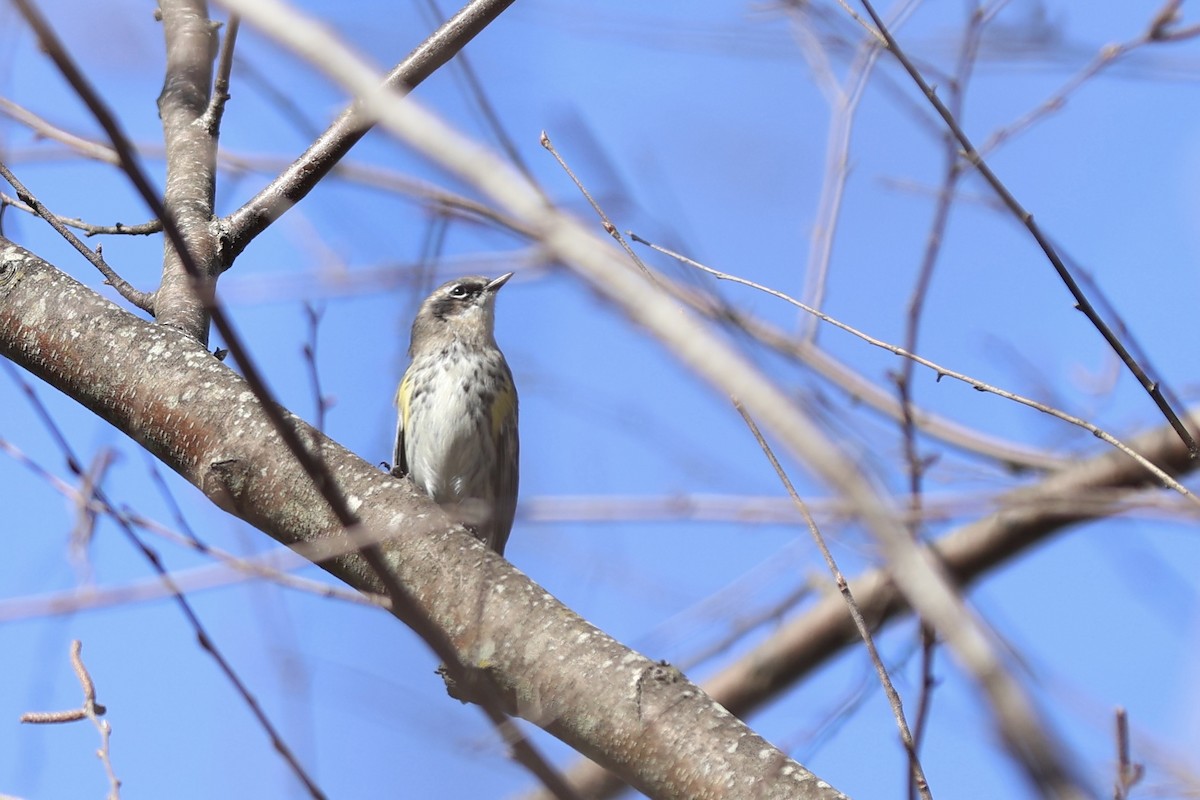 Yellow-rumped Warbler - Peyton Stone