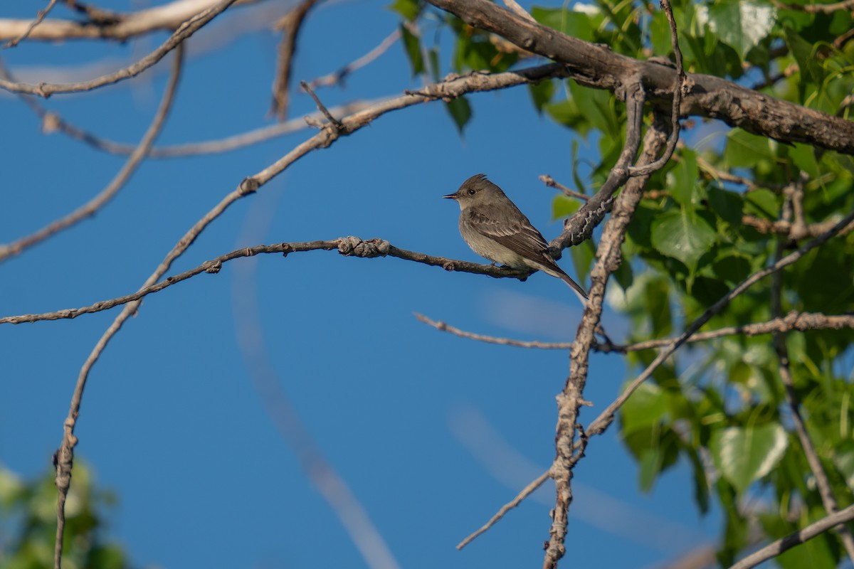 Western Wood-Pewee - Jason Cole