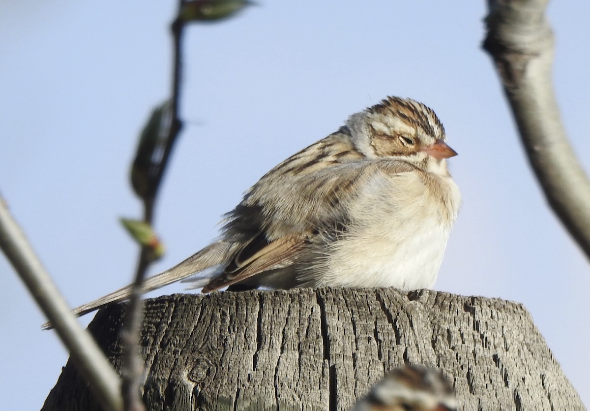 Clay-colored Sparrow - Dan Stoker