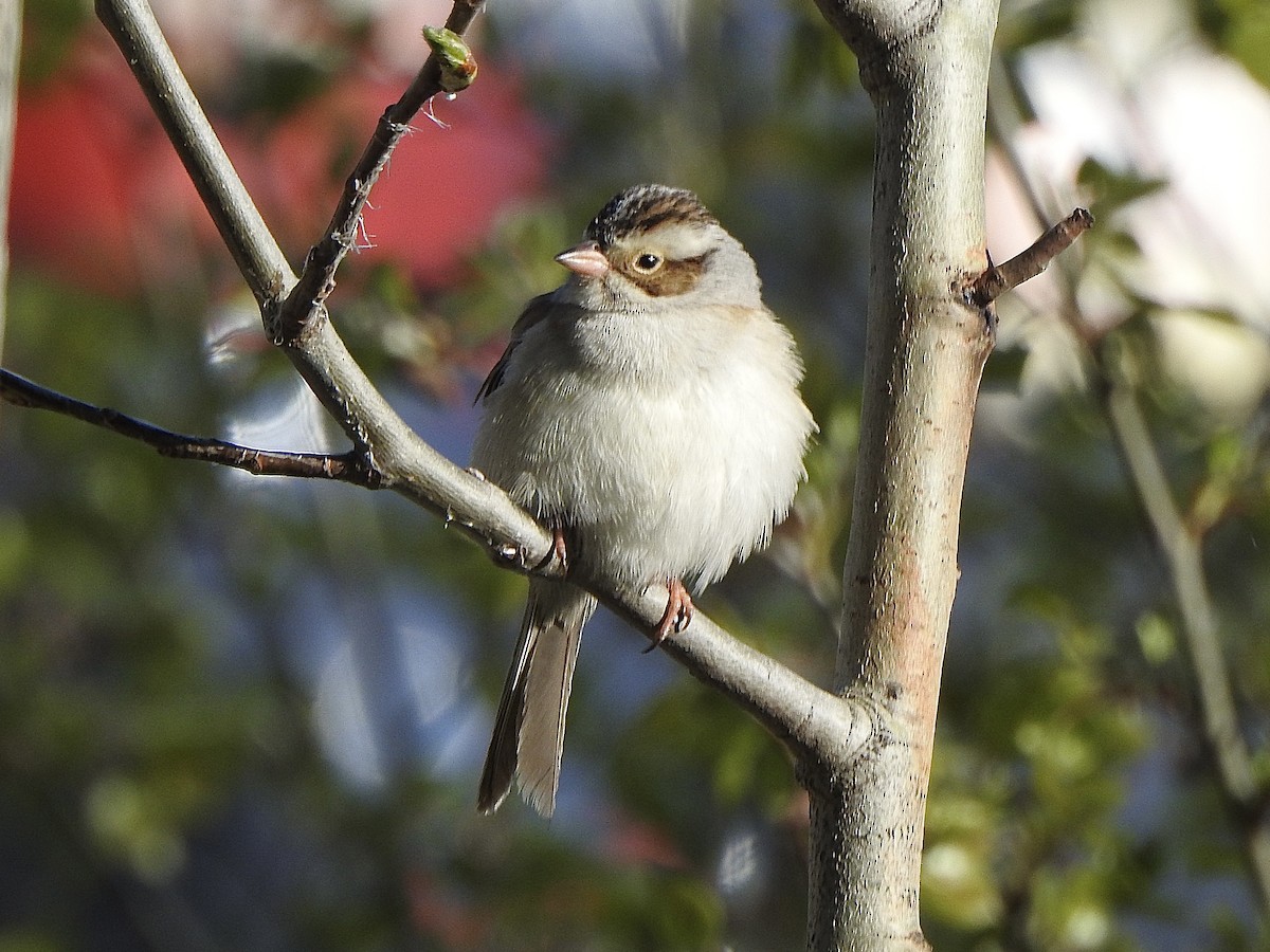 Clay-colored Sparrow - Dan Stoker
