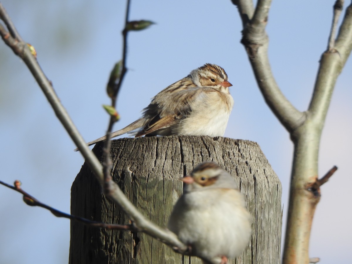 Clay-colored Sparrow - Dan Stoker