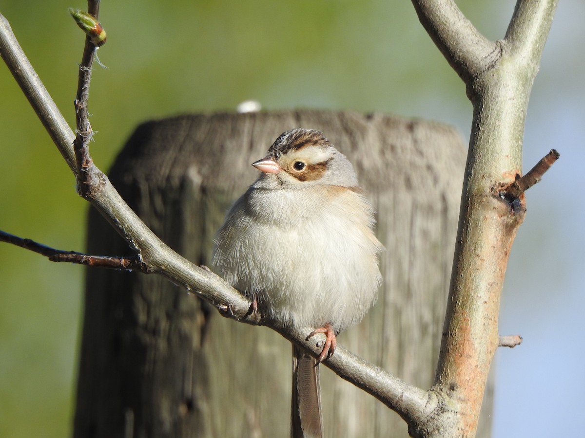 Clay-colored Sparrow - Dan Stoker