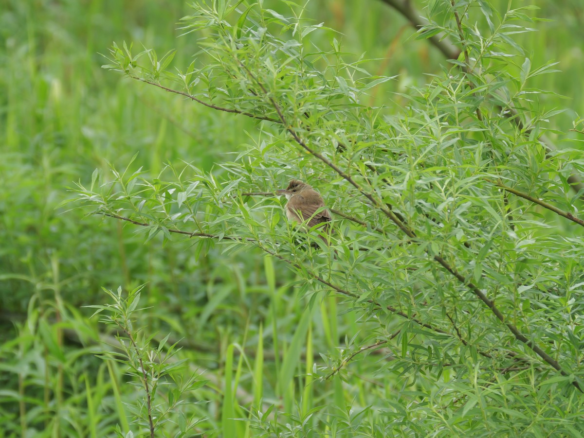 Oriental Reed Warbler - としふみ しみず