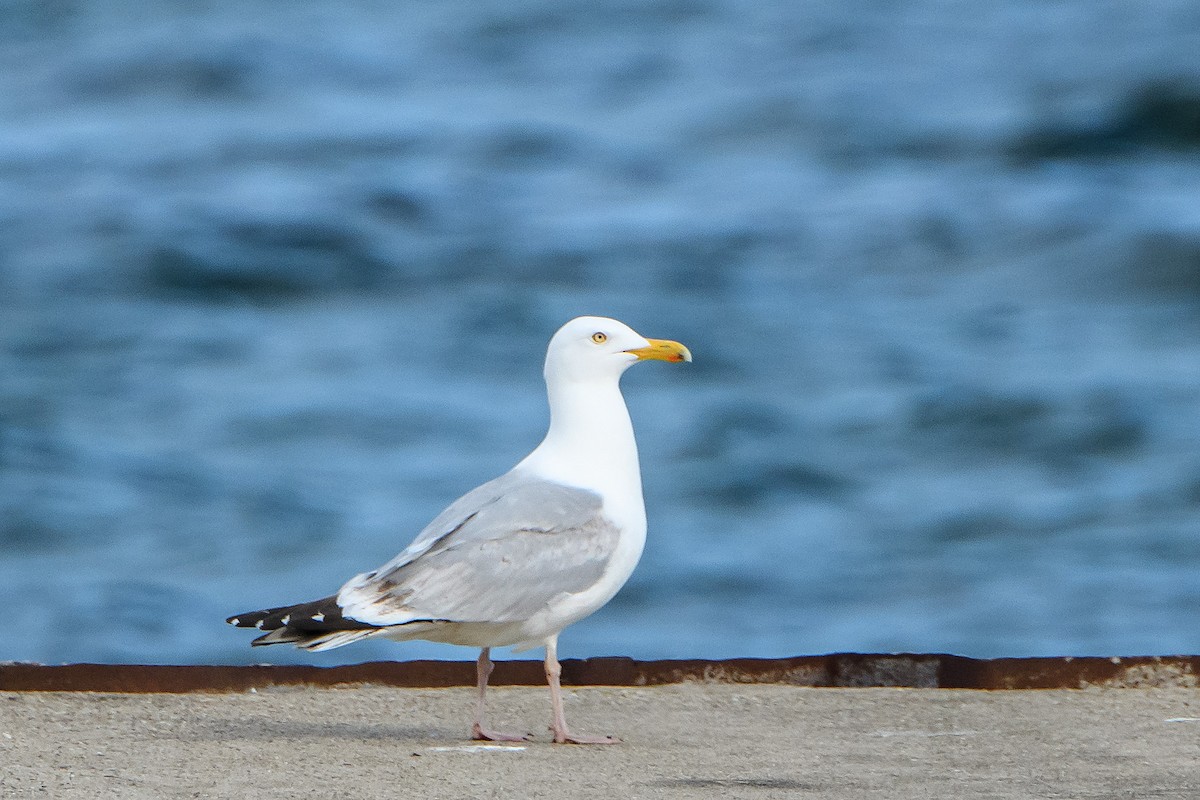 Herring Gull - ML619550523