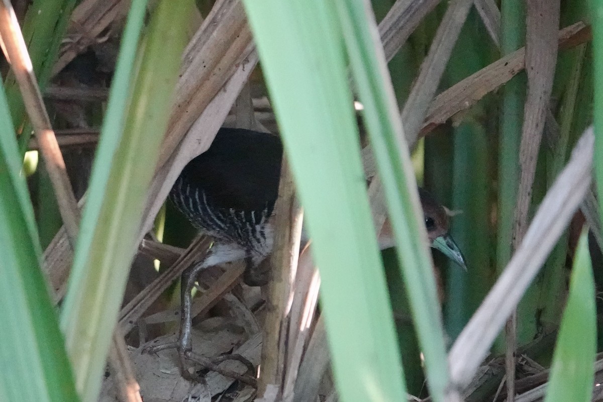 Rufous-sided Crake - Celesta von Chamier