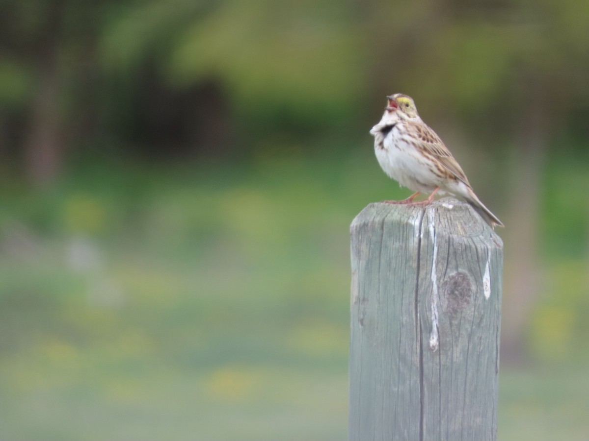 Savannah Sparrow - Robert (Bob) Richards