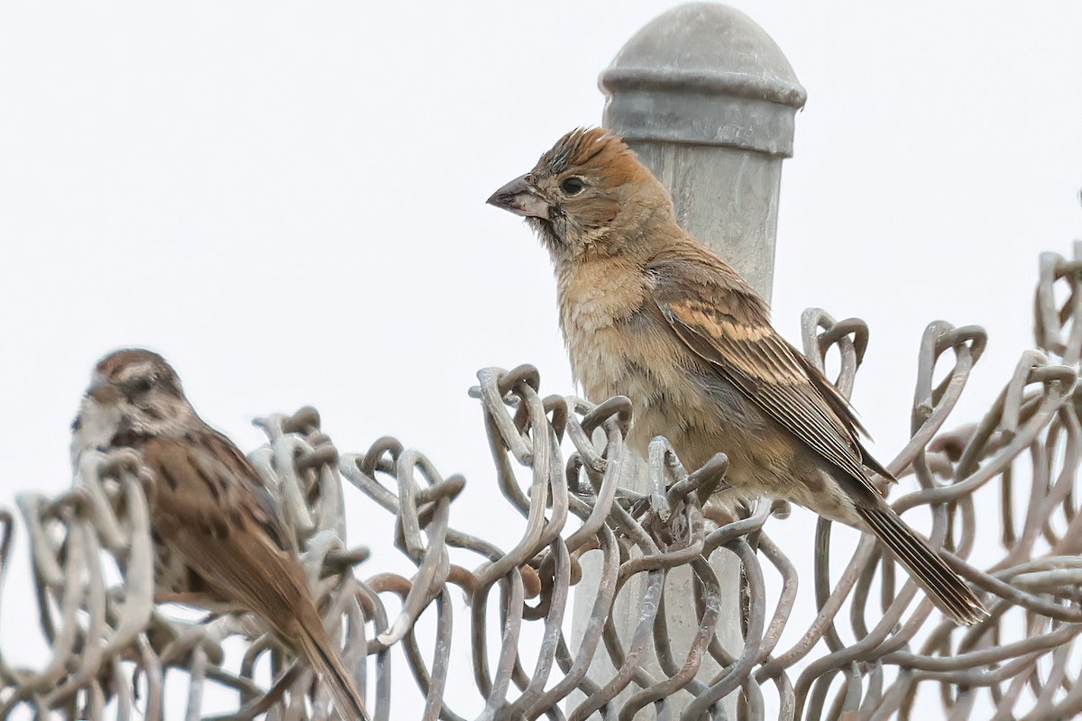 Blue Grosbeak - Becca Cockrum