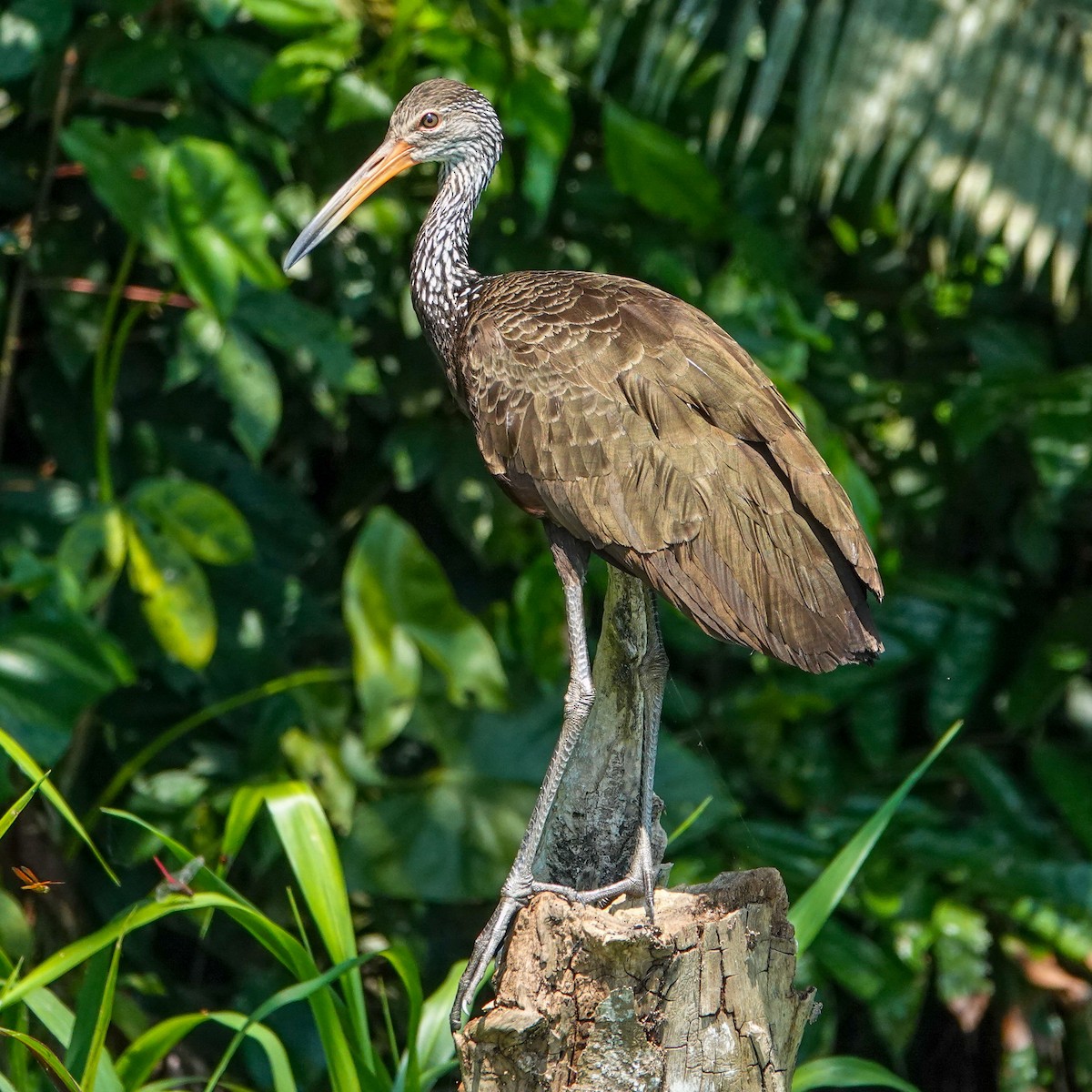 Limpkin - Celesta von Chamier