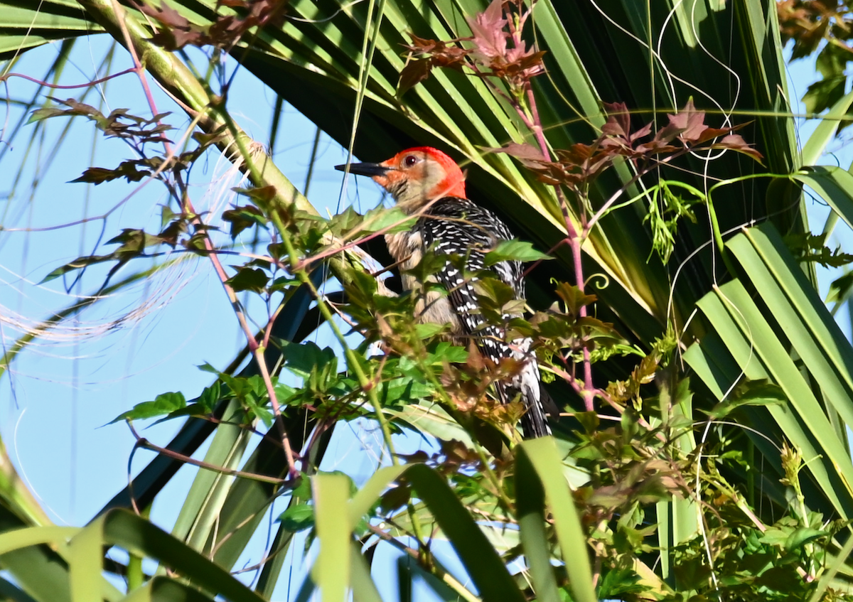Red-bellied Woodpecker - Heather Buttonow