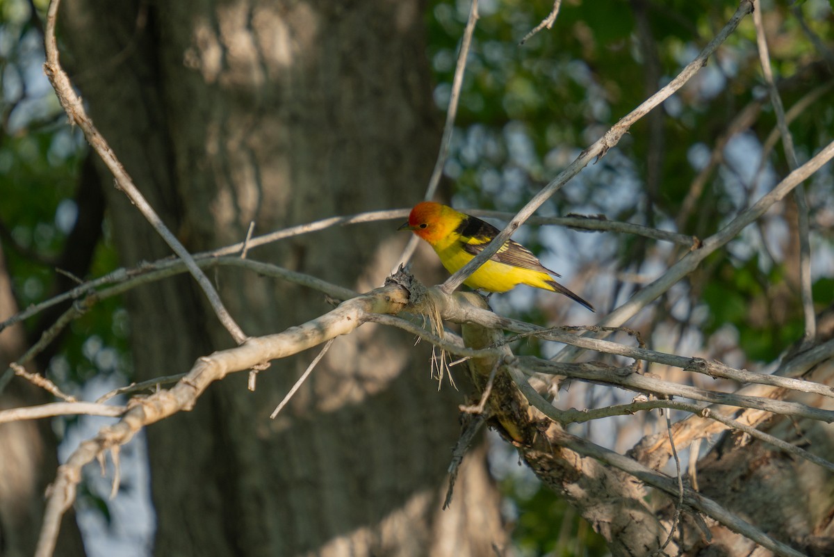 Western Tanager - Jason Cole