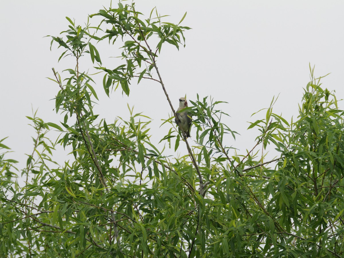 Chestnut-cheeked Starling - ML619550543