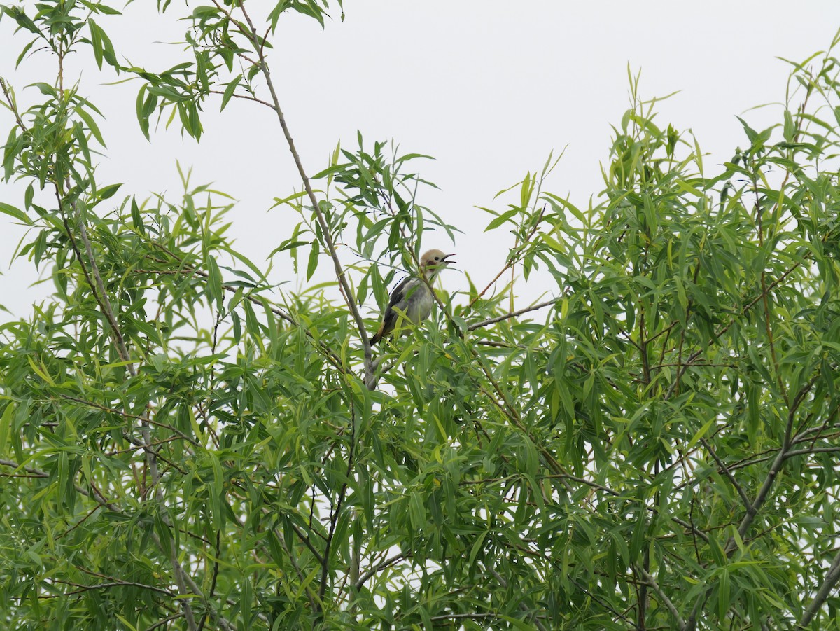 Chestnut-cheeked Starling - ML619550544