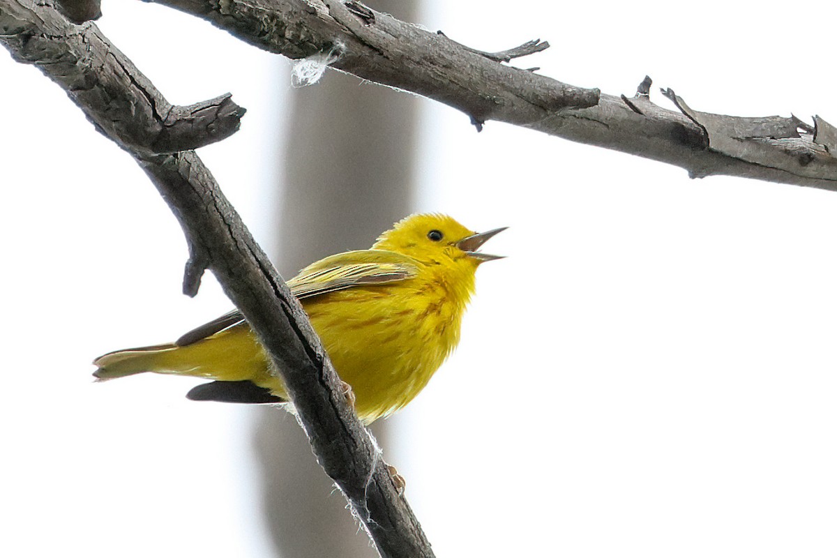 Yellow Warbler - Becca Cockrum