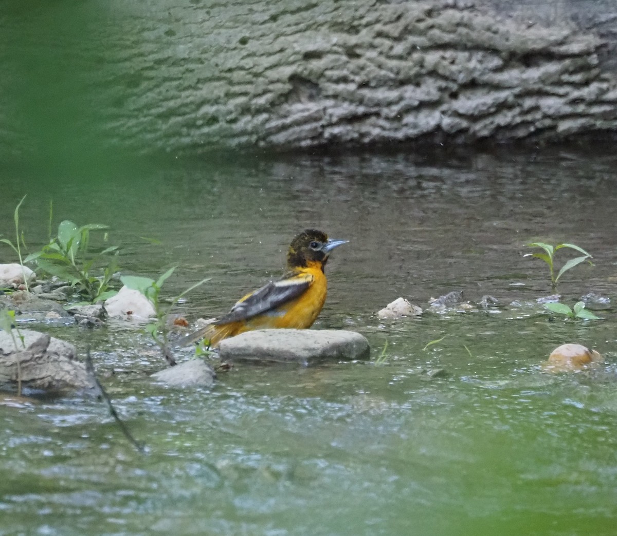 Baltimore Oriole - Anthony Gehman