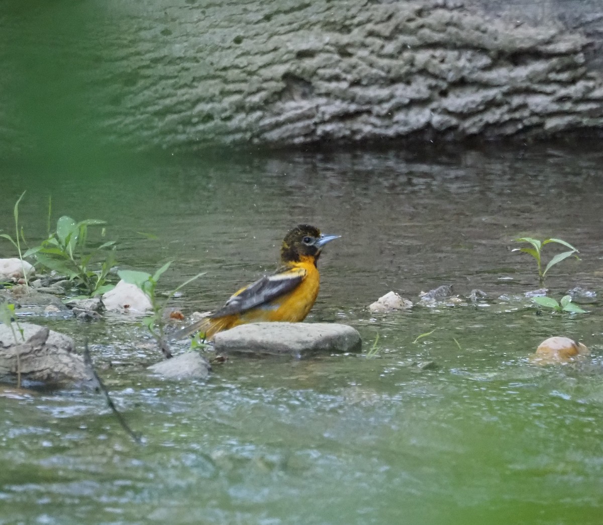 Baltimore Oriole - ML619550549