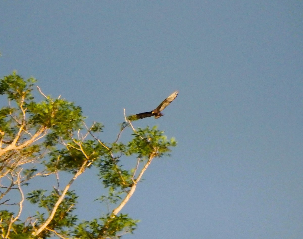 Zone-tailed Hawk - Edouard Paiva
