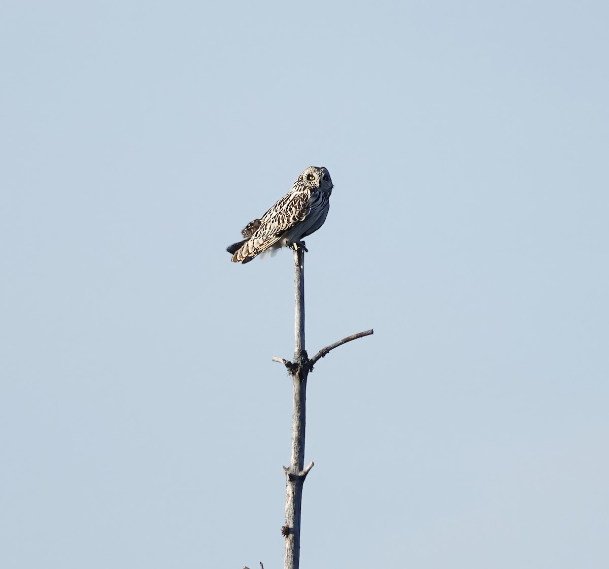 Short-eared Owl - Jan Hansen